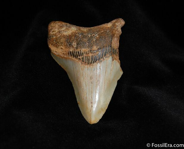 Inch Megalodon Tooth, Colorful Enamel #107